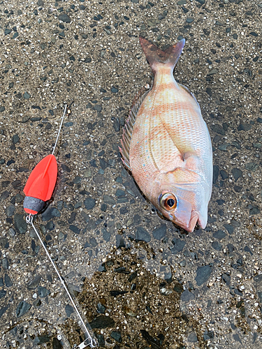 マダイの釣果