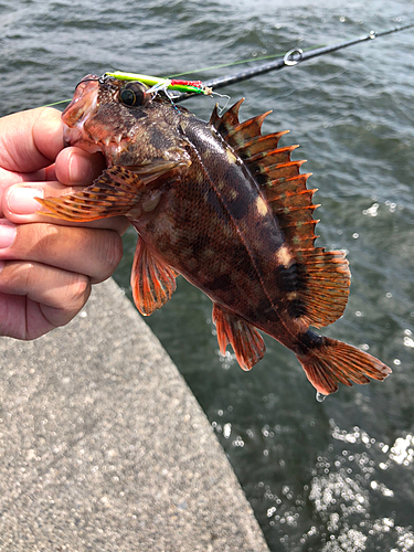 カサゴの釣果