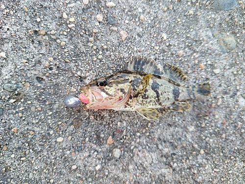 タケノコメバルの釣果