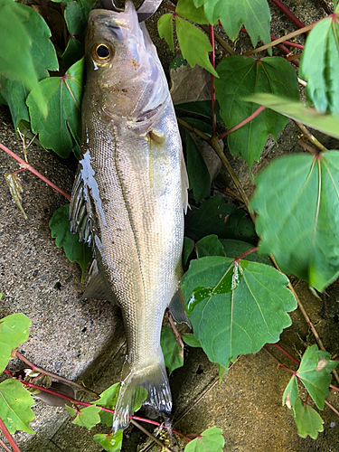 フッコ（マルスズキ）の釣果