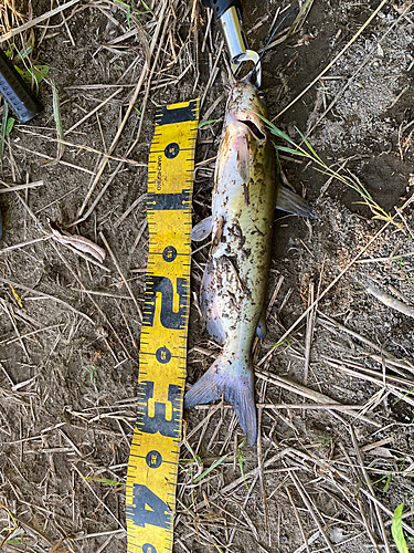 アメリカナマズの釣果