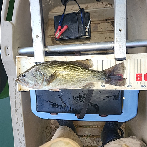 ブラックバスの釣果