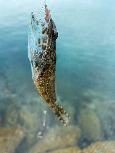 アナハゼの釣果