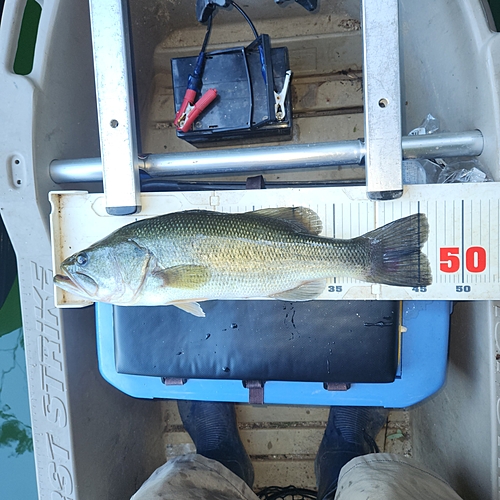 ブラックバスの釣果