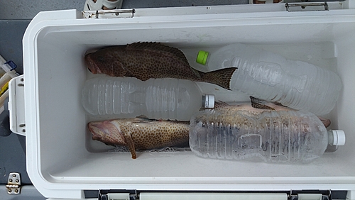 オオモンハタの釣果