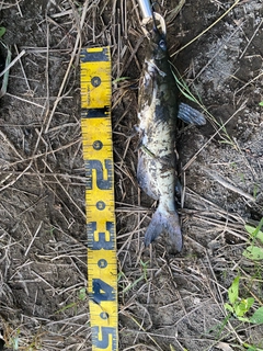 アメリカナマズの釣果