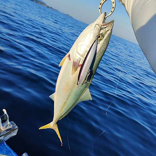 ハマチの釣果