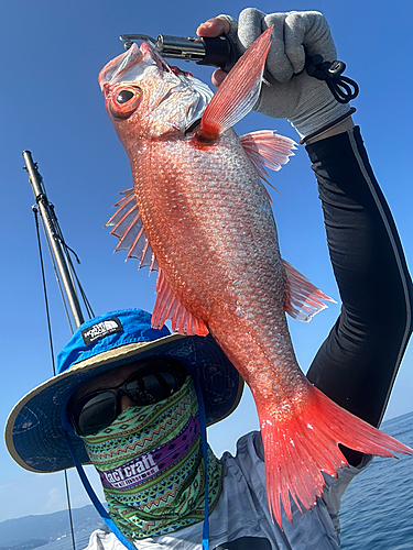 アカムツの釣果