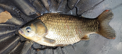 ヘラブナの釣果