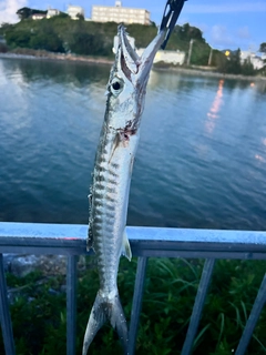 オニカマスの釣果