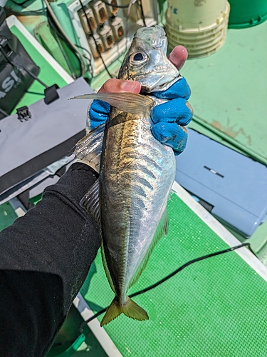 マアジの釣果