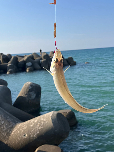 キスの釣果