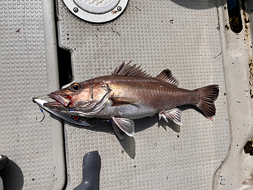 アラの釣果