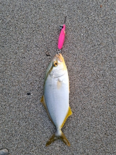 ショゴの釣果