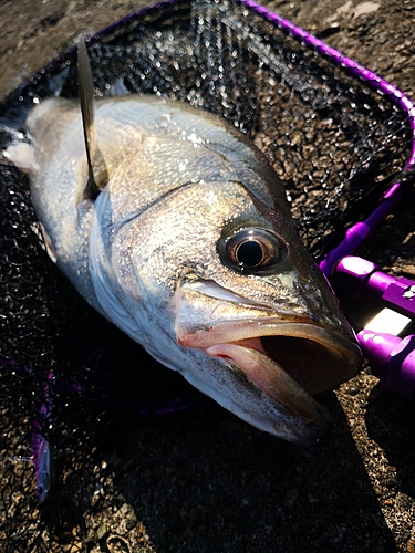 マルスズキの釣果