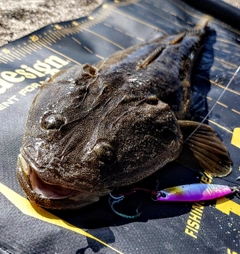 マゴチの釣果