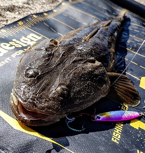 マゴチの釣果