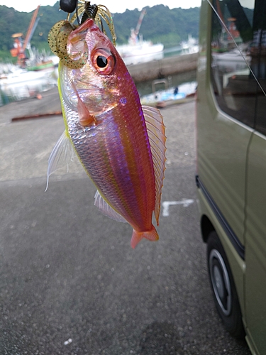 イトヨリダイの釣果