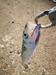 ゴマサバの釣果