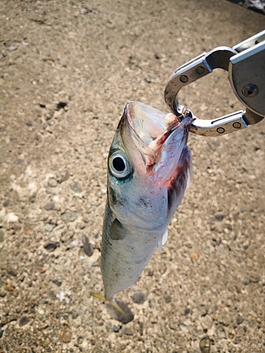 ゴマサバの釣果