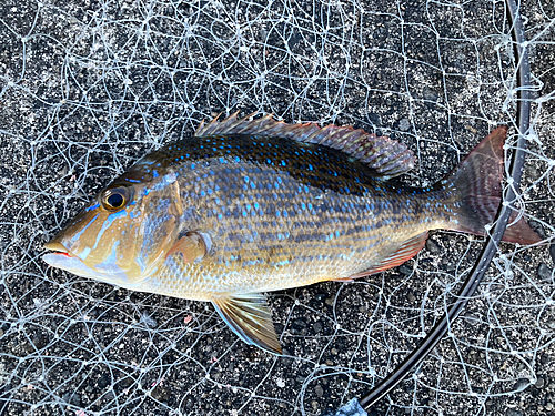 ハマフエフキの釣果