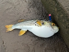 シマフグの釣果