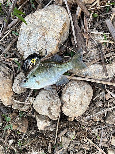 ブルーギルの釣果