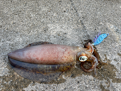 イカの釣果