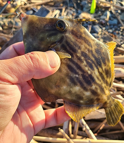 カワハギの釣果