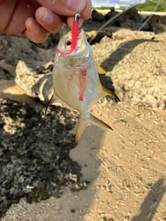 マルコバンの釣果