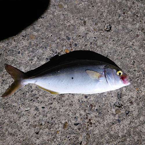 ショゴの釣果