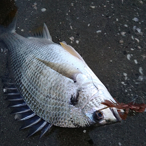 キビレの釣果