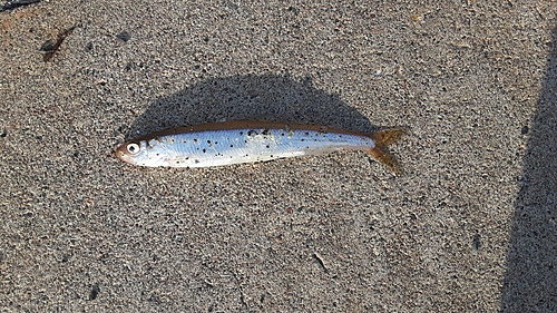 チカの釣果