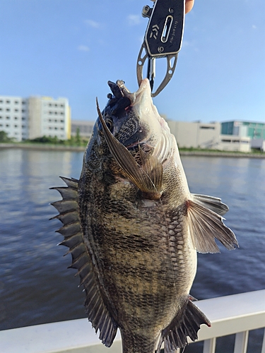 チヌの釣果