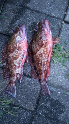 カサゴの釣果