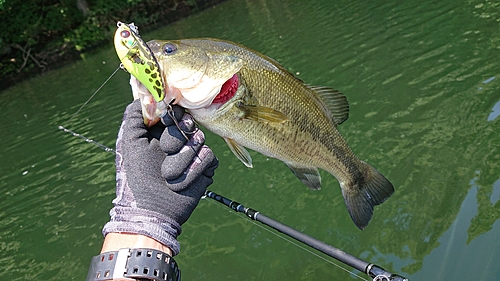 ラージマウスバスの釣果