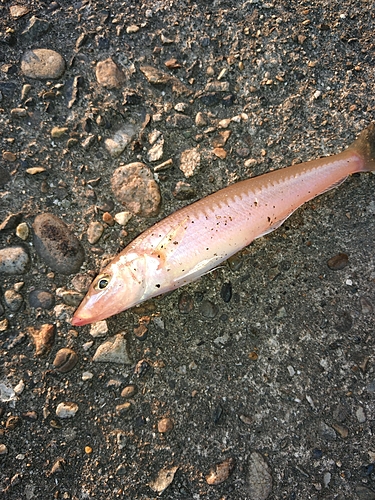 キスの釣果