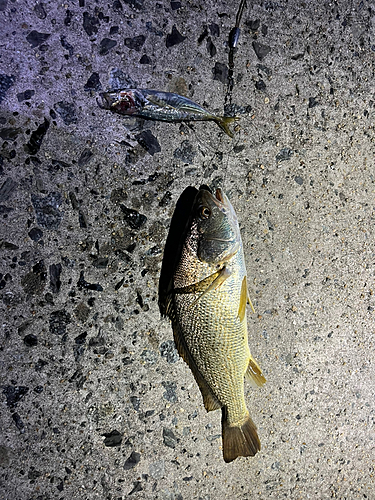 イシモチの釣果