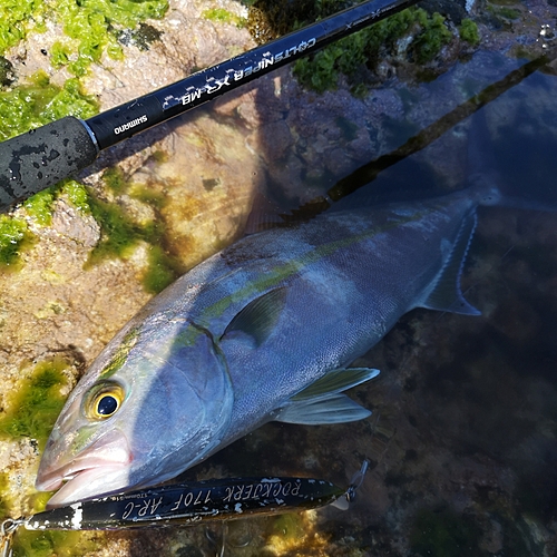 カンパチの釣果