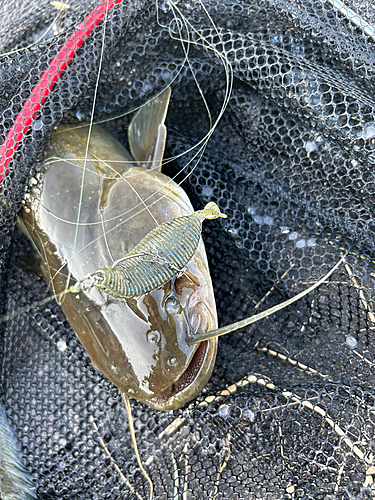 ナマズの釣果