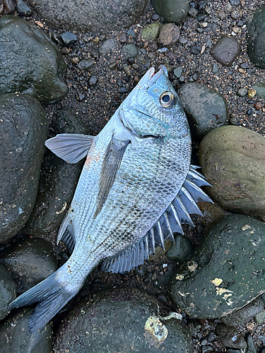 コチの釣果