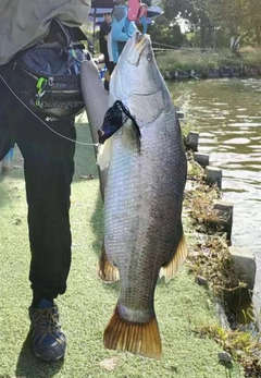 バラマンディの釣果