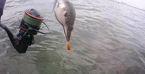 フグの釣果