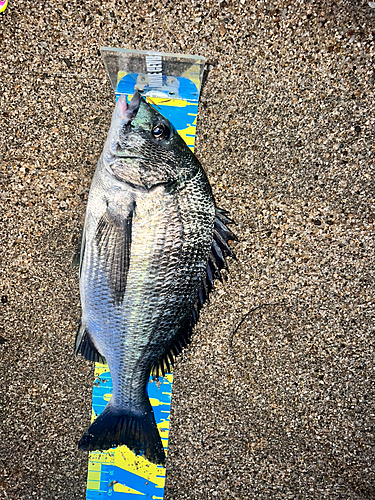 チヌの釣果