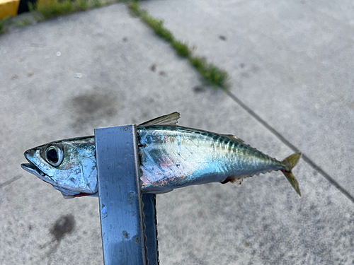 サバの釣果