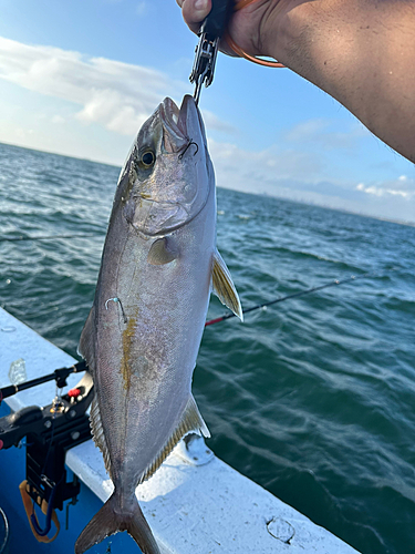 カンパチの釣果