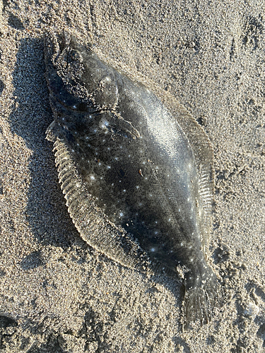 ソゲの釣果