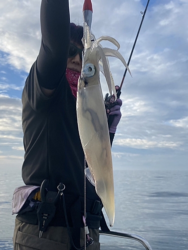 ケンサキイカの釣果