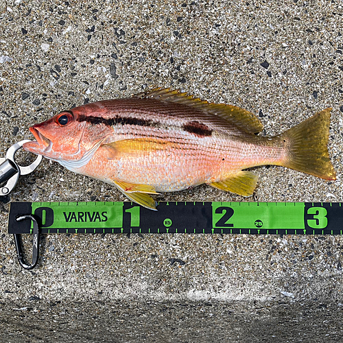 ヨコスジフエダイの釣果