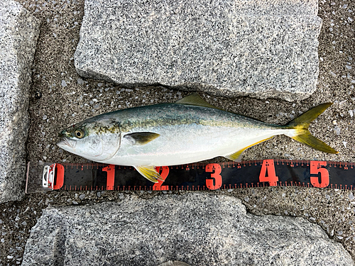 ハマチの釣果